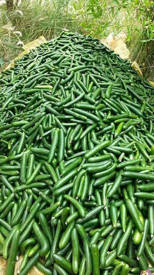 Cucumber