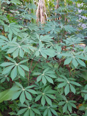 Cassava Farm