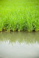 Rice Farm