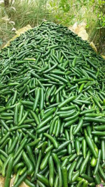 Cucumber